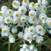 Arborix 6 x Perlkörbchen 'Neuschnee' Anaphalis margaritacea Topf 9cm Schnittblume