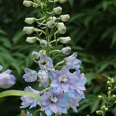Arborix 6 x Rittersporn 'Guinevere' Delphinium Topf 9cm Hohe Blütenkerzen