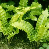Arborix 6 x Hirschzungenfarn Asplenium scolopendrium Topf 9cm Schattenpflanze