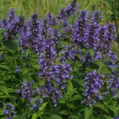 Arborix 6x Katzenminze Nepeta kubanica Topf 9 cm Reichblühend