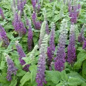 Arborix 6 x Gamander 'Nanum' Teucrium Chamaedrys Topf 9cm Schmetterlingspflanze