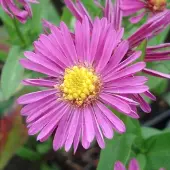 Arborix 6 x Kissen-Aster 'Jenny' Aster dumosus Topf 9cm Herbstaster