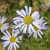 Arborix 6 x Schönaster Kalimeris incisa Topf 9cm Schmetterlingspflanze