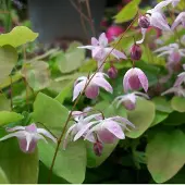Arborix 6 x Elfenblume 'Roseum' Epimedium youngianum Topf 9cm Immergrün
