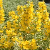Arborix 6 x Gilbweiderich Lysimachia punctata Topf 9cm Beetpflanze