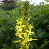 Arborix 6 x Junkerlilie Asphodeline,utea Topf 9cm Gelbe Blüten