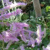 Arborix Elsholtzia Elsholtzia stauntonii 30 bis 40 cm im Container Herbstblüte