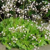 Arborix 6 x Porzellanblümchen Saxifraga urbium Topf 9cm Rosa Blüten