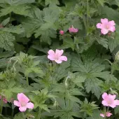 Arborix 6 x Pyrenäen-Storchschnabel Geranium endressii Topf 9cm Beetrandpflanze