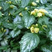 Arborix 6 x Goldnessel 'Florentinum' Lamiastrum Galeobdolon Topf 9cm Bodendeckend