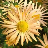 Arborix 6 x Chrysantheme 'Mary Stoker' Chrysanthemum Topf 9cm Gelbe Blüten