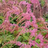Arborix 6 x Prachtspiere 'Straussenfeder' Astilbe thunbergii Topf 9cm Beetrandpflanze