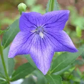 Arborix 6 x Ballonblume 'Mariesii' Platycodon grandiflorus Topf 9cm Schnittblume