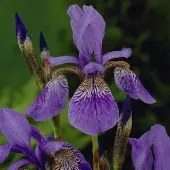 Arborix 6 x Schwertlilie 'Blue King' Iris Topf 9cm Blau Blühend