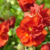 Arborix 6 x Sonnenröschen 'Amabile Plenum' Helianthemum Topf 9cm Beetrandpflanze