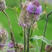 Arborix 6x Karde Dipsacus fullonum Topf 9 cm Strukturpflanze