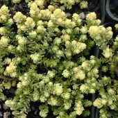 Arborix 6 x Mauerpfeffer 'Elegans' Sedum Acre Topf 9cm Schnell Wachsend