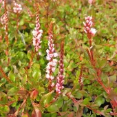 Arborix 6 x Teppich-Knöterich Persicaria vacciniifolia Topf 9cm Bodendeckend