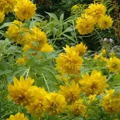 Arborix 6 x Sonnenhut 'Goldquelle' Rudbeckia,aciniata Topf 9cm Beetrandpflanze