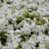 Arborix 6 x Teppich-Flammenblume 'Calvides White' Phlox subulata Topf 9cm Immergrün
