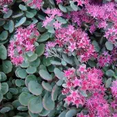 Arborix 6 x Fettblatt 'Lidakense' Sedum cauticola Topf 9cm Beetrandpflanze