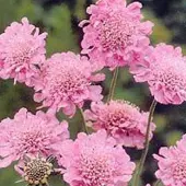 Arborix 6 x Skabiose 'Pink Mist' Scabiosa columbaria Topf 9cm Schnittblume
