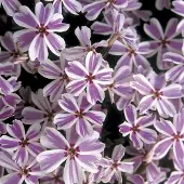 Arborix 6 x Teppich-Flammenblume 'Candy Stripes' Phlox subulata Topf 9cm Reichblühend