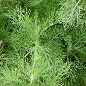 Arborix 6 x Eberraute Artemisia abrotanum Topf 9cm Zitroniger Duft