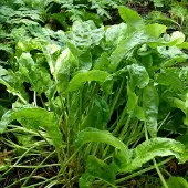 Arborix 6 x Sauerampfer Rumex acetosa Topf 9cm Würzkraut