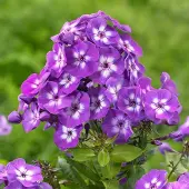 Arborix 6 x Flammenblume 'Laura' Phlox paniculata Topf 9cm Sommerblüher
