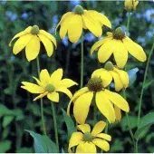 Arborix 6 x Sonnenhut 'Herbstsonne' Rudbeckia nitida Topf 9cm Beetrandpflanze