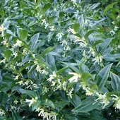 Arborix Schleimbeere Sarcococca confusa 20 bis 25 cm im Container Immergrün