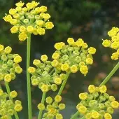 Arborix 6 x Fenchel Foeniculum Vulgare Topf 9cm Aromatisch