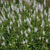 Arborix 6 x Iberischer Felberich Lysimachia ephemerum Topf 9cm Schnittblume