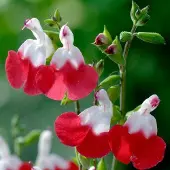Arborix 6 x Salbei 'Hot Lips' Salvia microphylla Topf 9cm Schmetterlingspflanze