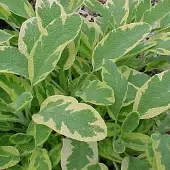 Arborix 6 x Goldsalbei 'Aurea' Salvia officinalis Topf 9cm Gelbgrünes Laub