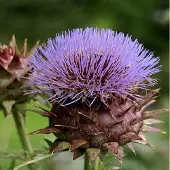 Arborix 6 x Artischocke Cynara cardunculus Topf 9cm Essbare Blütenknospen