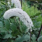 Arborix 6 x Silberkerze 'White Pearl' Actaea Simplex Topf 9cm Herbstblüher