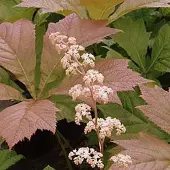 Arborix 6 x Schaublatt 'Braunlaub' Rodgersia pinnata Topf 9cm Dunkles Laub