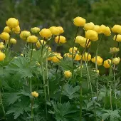 Arborix 6 x Trollblume Trollius europaeus Topf 9cm Beetrandpflanze