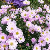 Arborix 6 x Glattblatt-Aster 'Fellowship' Aster Novi-belgii Topf 9cm Herbstblüher