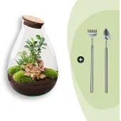 Urbanjngl Diy Terrarium - Tropfen Xl Bonsai -↕ 37 Cm