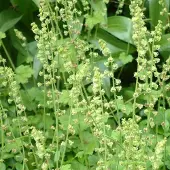 Arborix 6 x Tellima 'Rubra' Tellima grandiflora Topf 9cm Beetpflanze