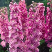 Arborix 6 x Pacific-Rittersporn 'Astolat' Delphinium Topf 9cm Rosa Blüten