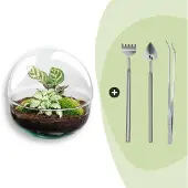 Urbanjngl Diy Terrarium - Kuppel - ↕ 20 Cm