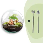 Urbanjngl Diy Terrarium - Kuppel Rot - ↕ 20 Cm