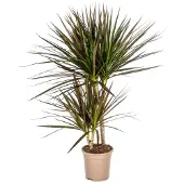 Exotenherz Dracaena Marginata Magenta 17cm Topf - Höhe 50-70cm