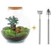 Urbanjngl Diy Terrarium - Bolder Bob Bonsai - ↕ 30 Cm