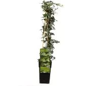 Hoogeveen Plants BV Hedera helix - ↨65Cm - Ø15