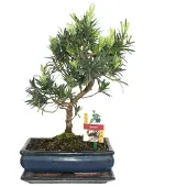 Exotenherz Bonsai Steineibe - Podocarpus macrophyllus - ca. 10 Jahre